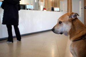 In de wachtkamer van de dierenarts © Sabine Joosten / ANP